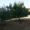 Apartamenty Umag 3624, Umag - Podwórko