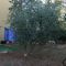 Apartamenty Umag 3624, Umag - Podwórko